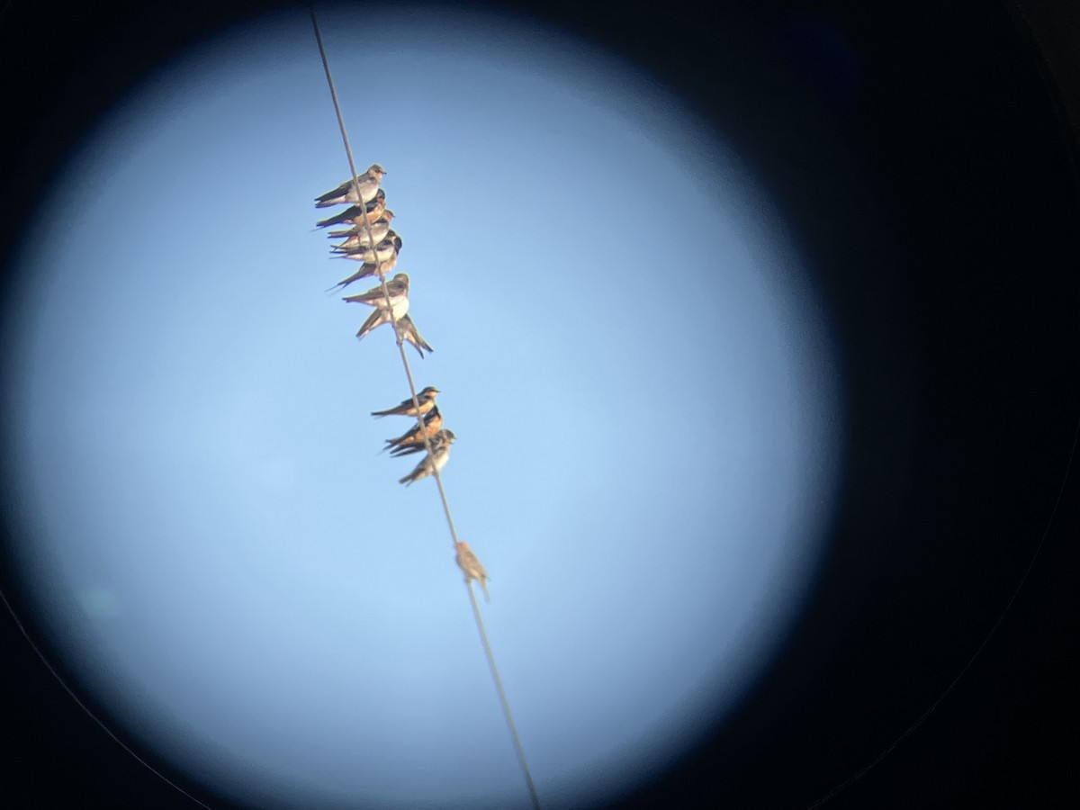 Cave Swallow - ML647442309