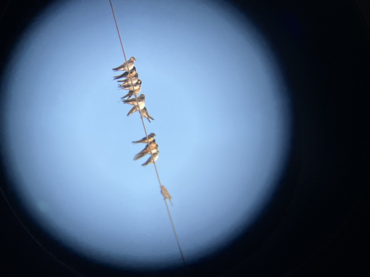 Cave Swallow - ML647442310