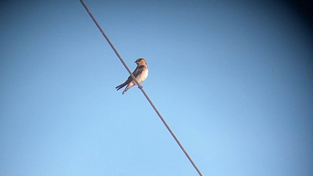 Cave Swallow - ML647442311