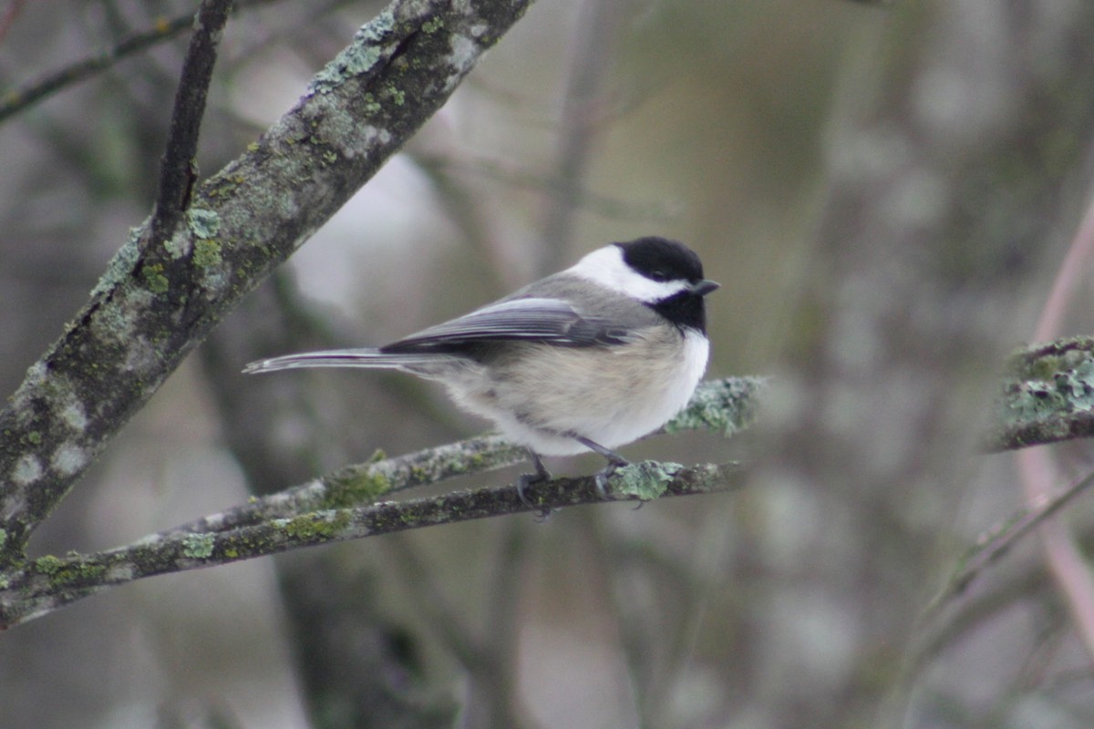 Black-capped Chickadee - ML647442312