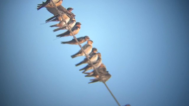 Cave Swallow - ML647442314