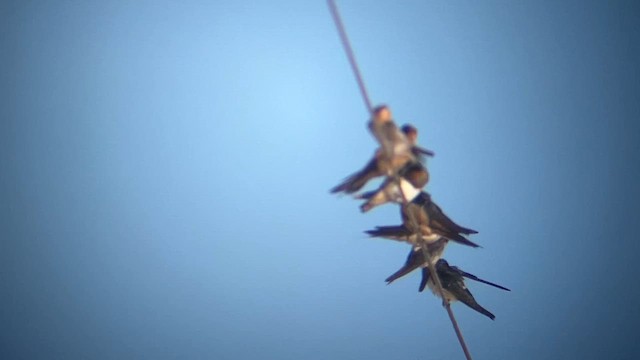 Cave Swallow - ML647442316