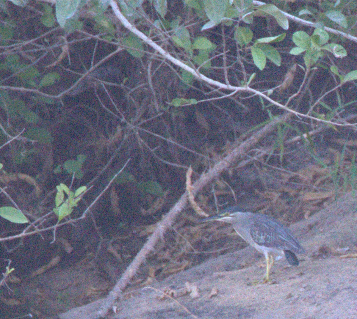 Little Heron - ML647442317