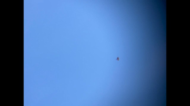 Cave Swallow - ML647442319