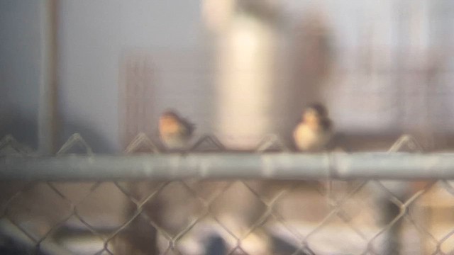 Cave Swallow - ML647442320