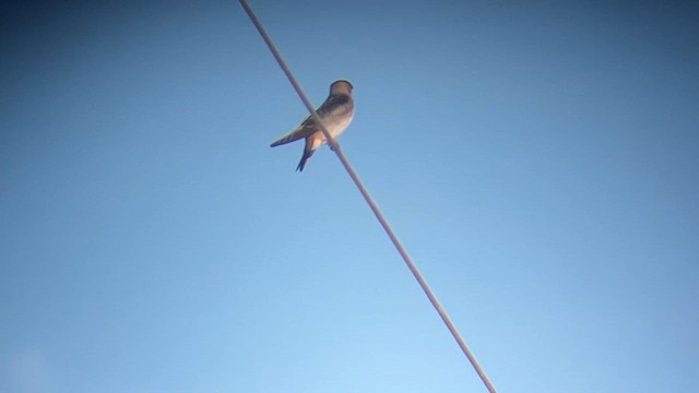 Cave Swallow - ML647442321