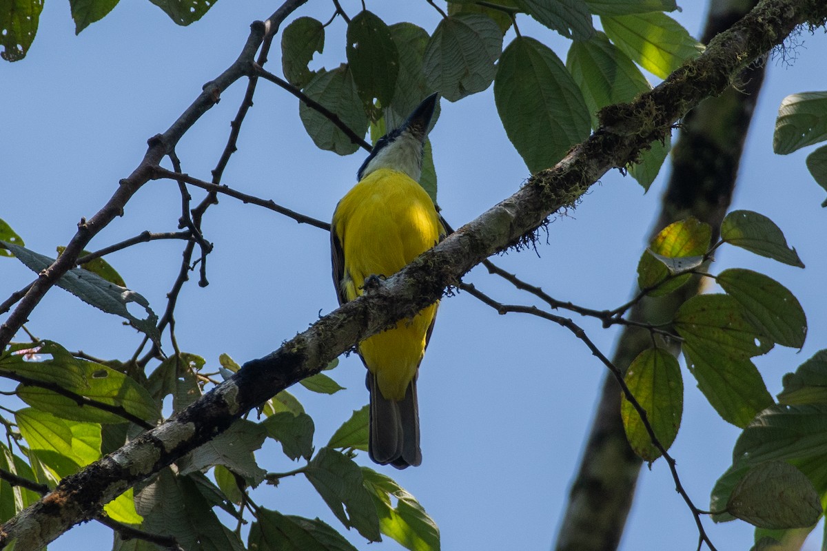 Boat-billed Flycatcher (Tumbes) - ML647442324
