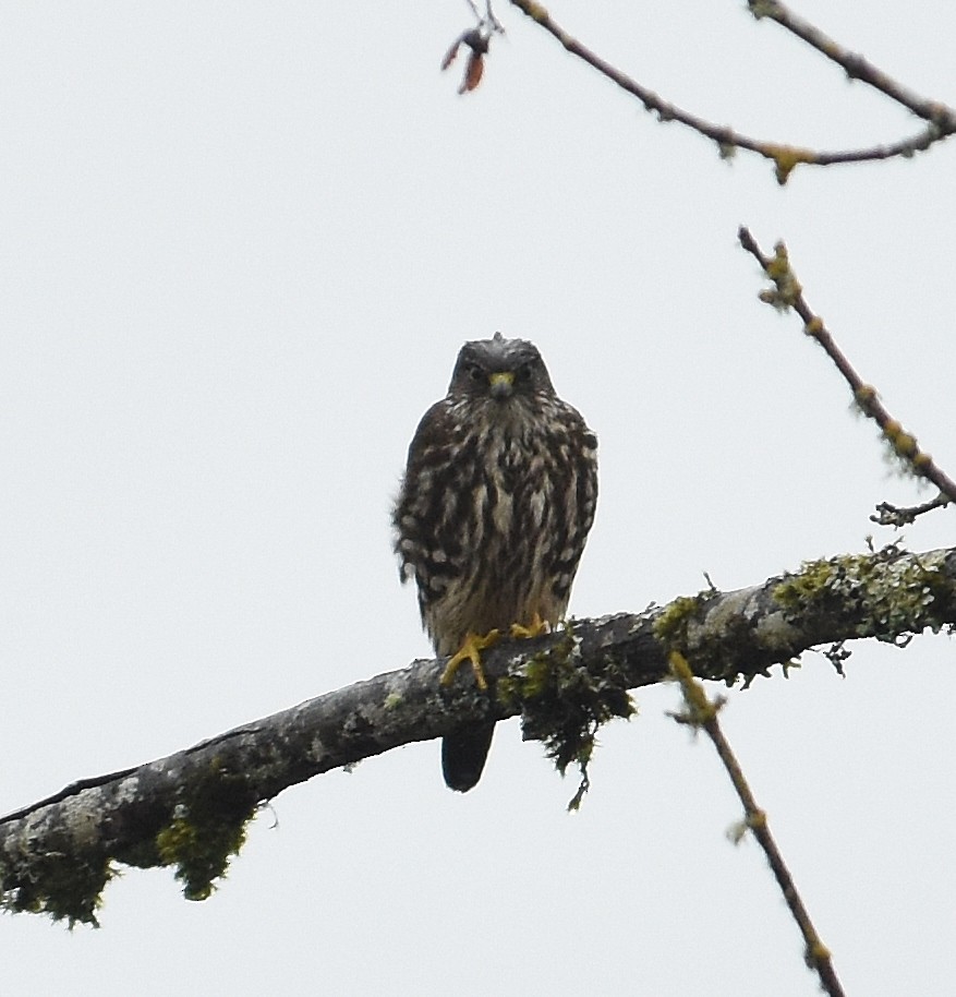 Merlin - ML647442327