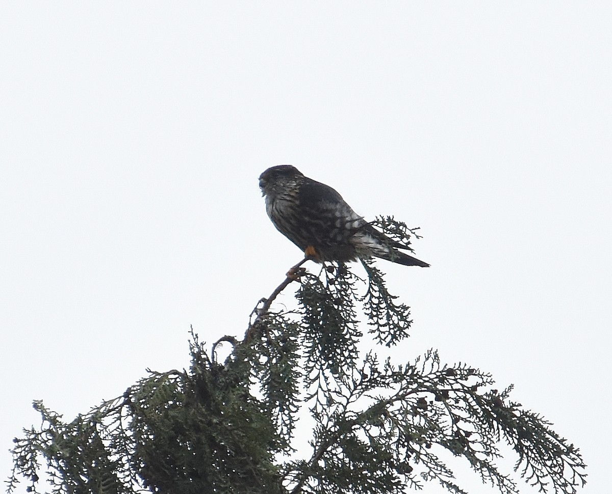 Merlin - ML647442328