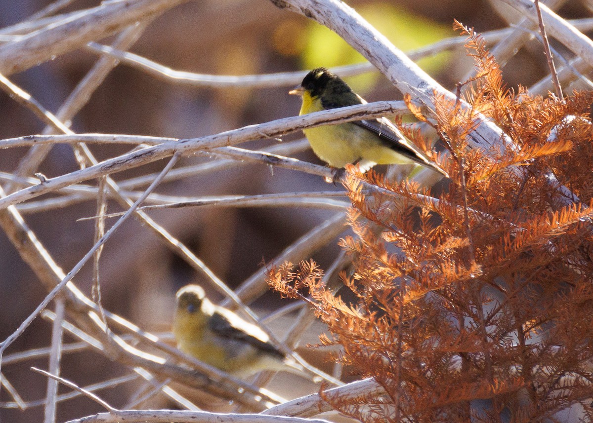 Мексиканский чиж - ML647442329
