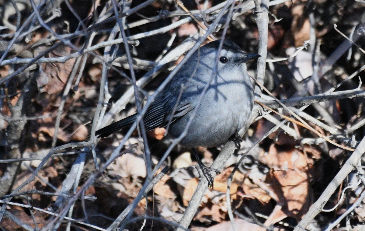 Gray Catbird - ML647442333