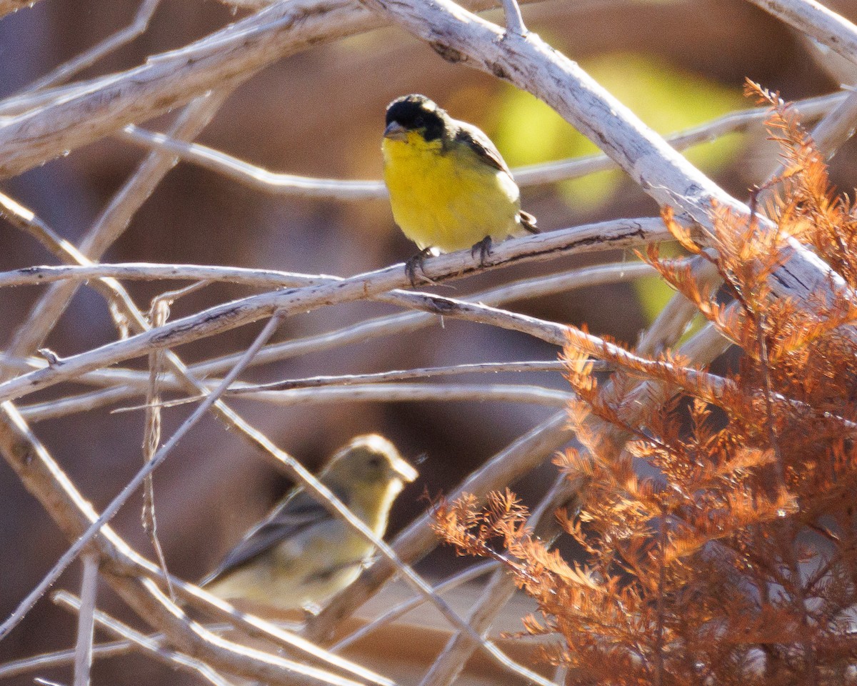 Мексиканский чиж - ML647442337