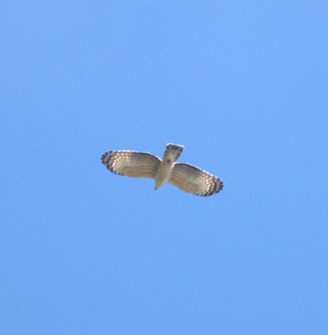 Jerdon's Baza - ML647442339