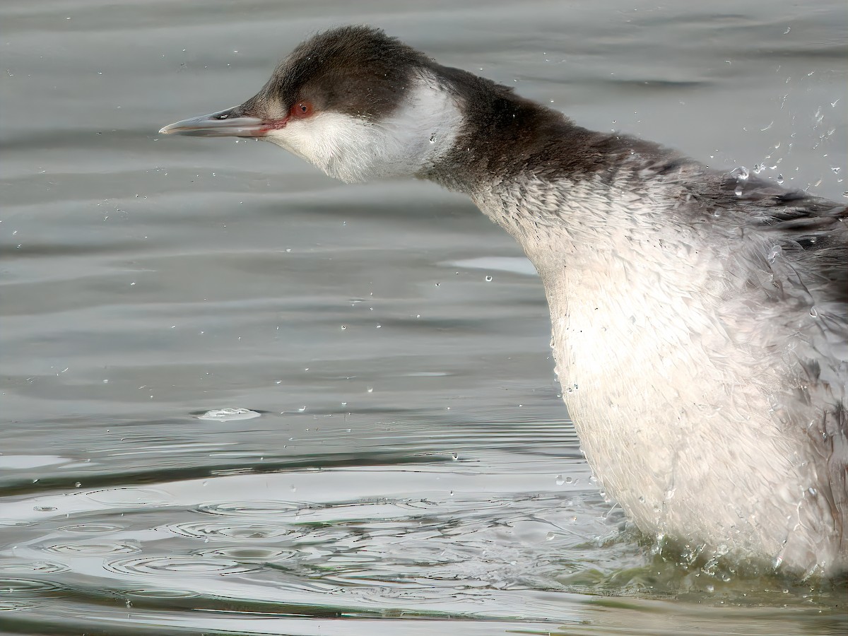 Horned Grebe - ML647442341