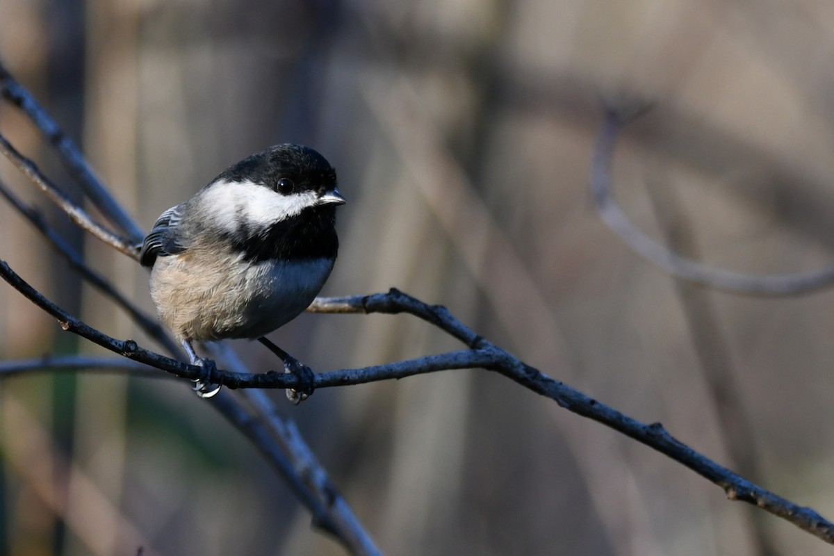 Black-capped Chickadee - ML647442344