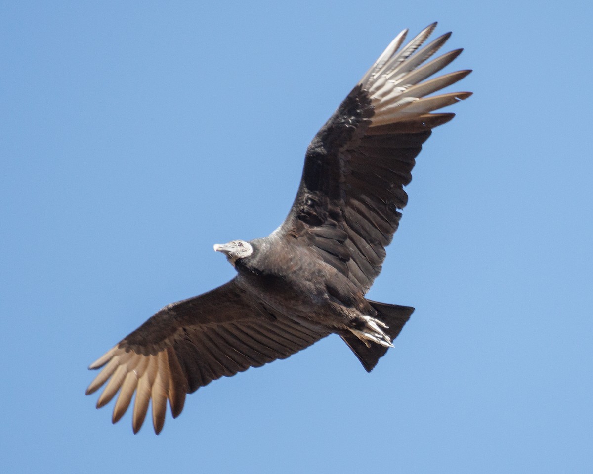 Чёрная катарта - ML647442345