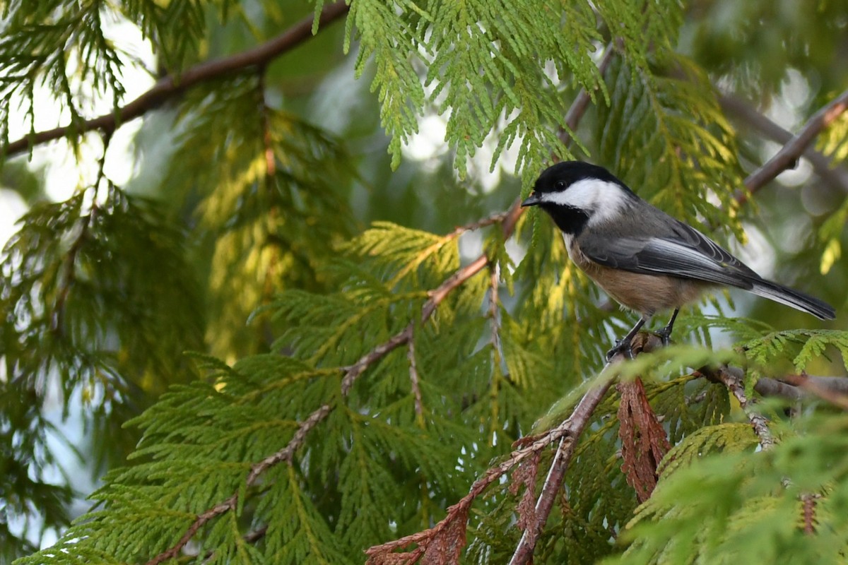 Black-capped Chickadee - ML647442346