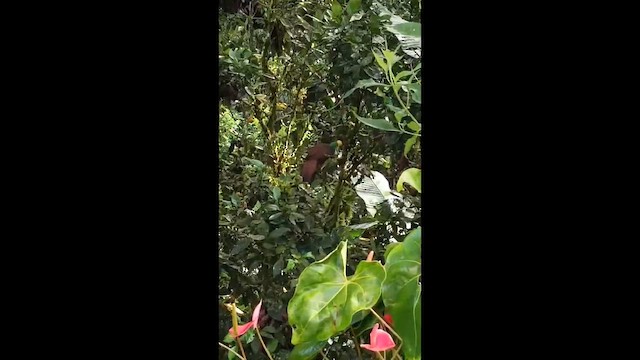 Cauca Guan - ML647442347