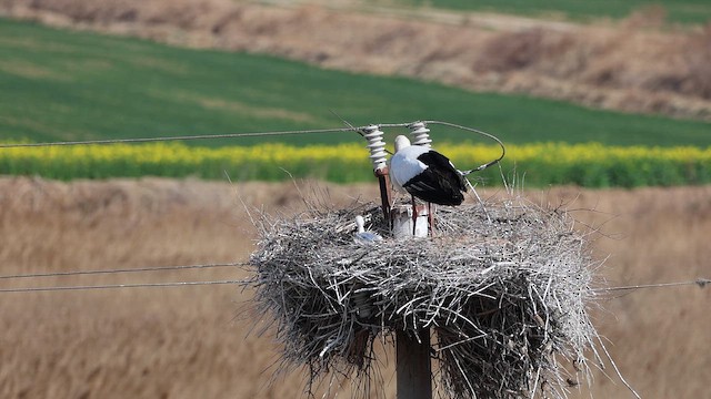 svartnebbstork - ML647442349