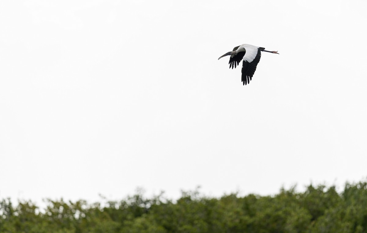 Waldstorch - ML647442358