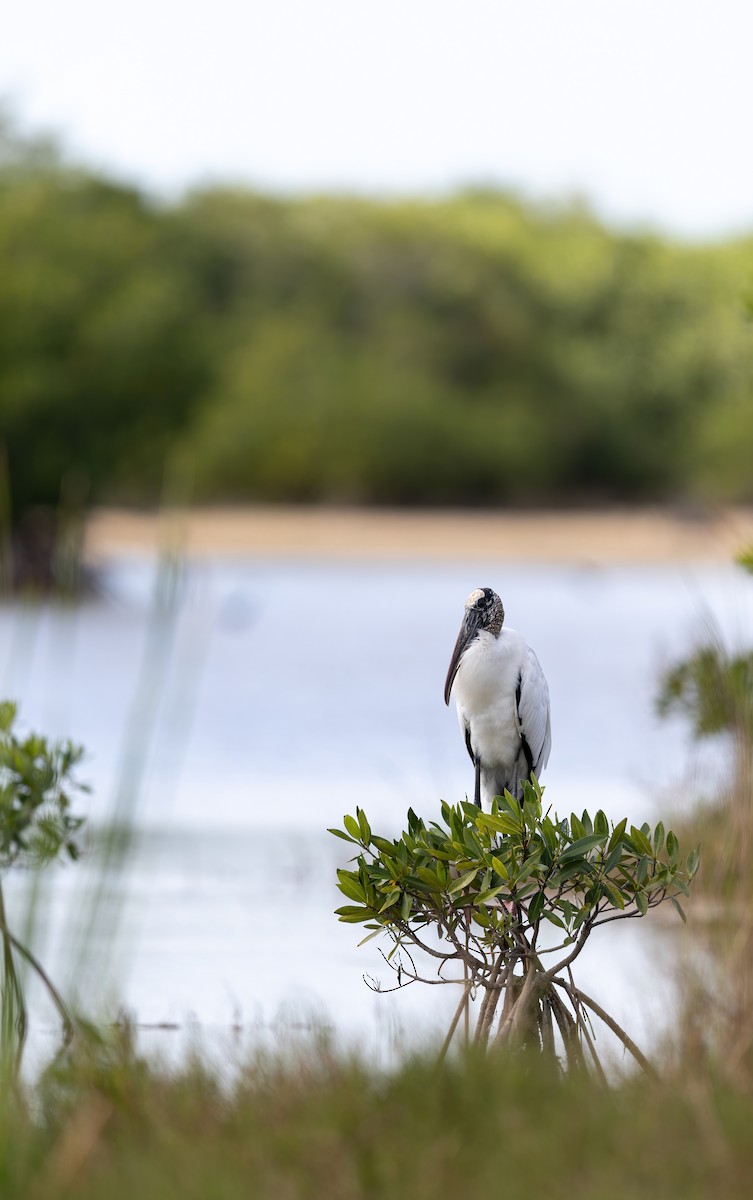 Waldstorch - ML647442360