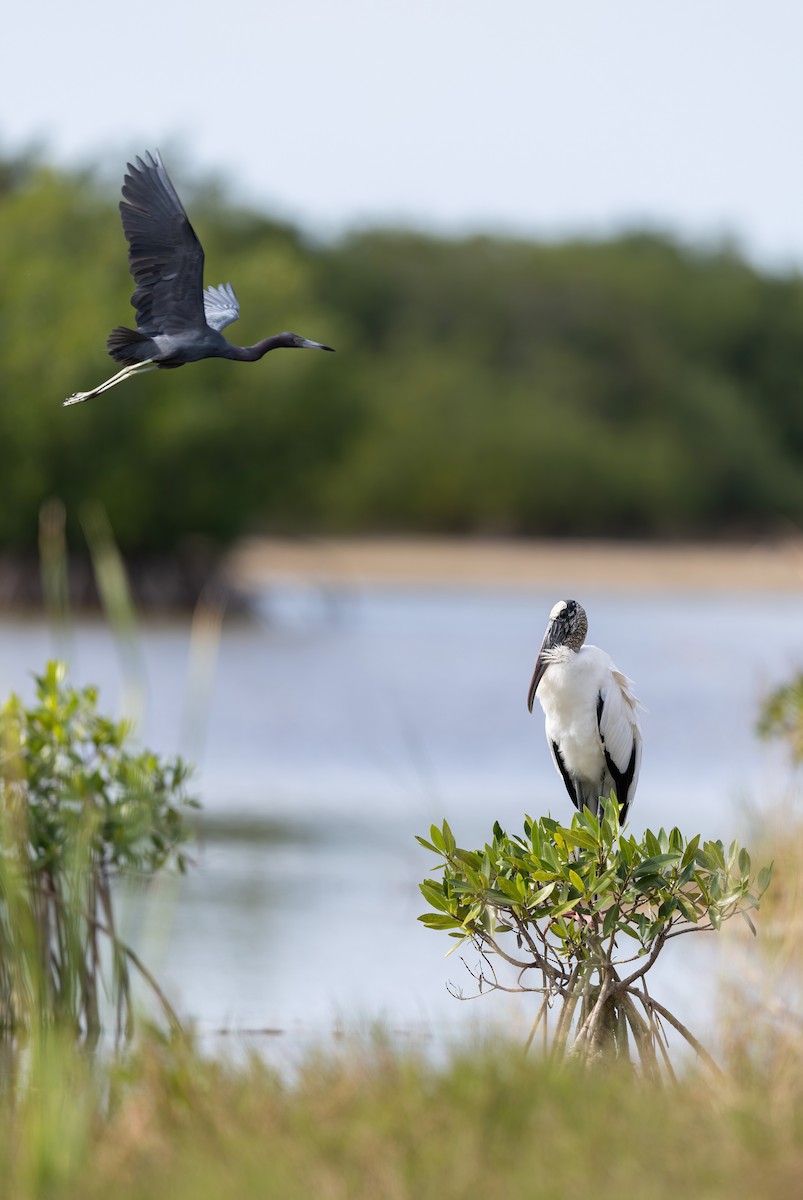 Waldstorch - ML647442361