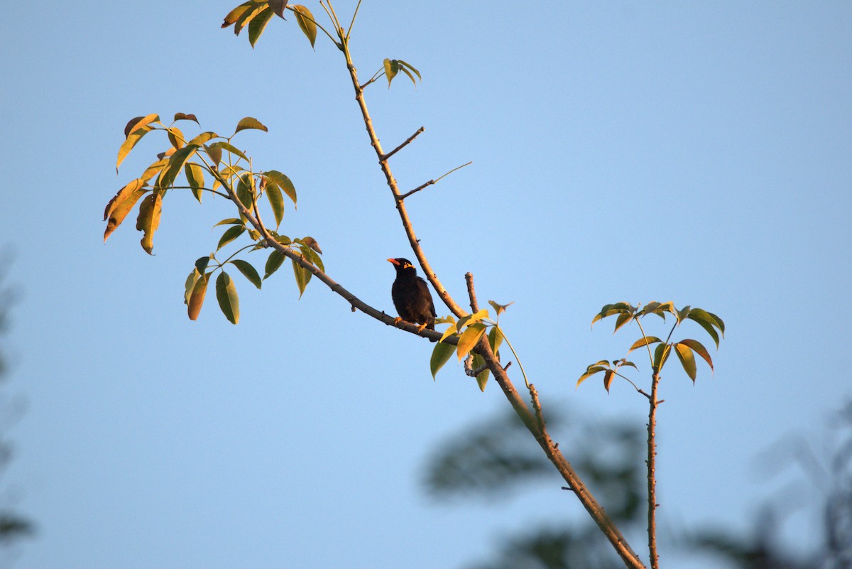 Common Hill Myna - ML647442367