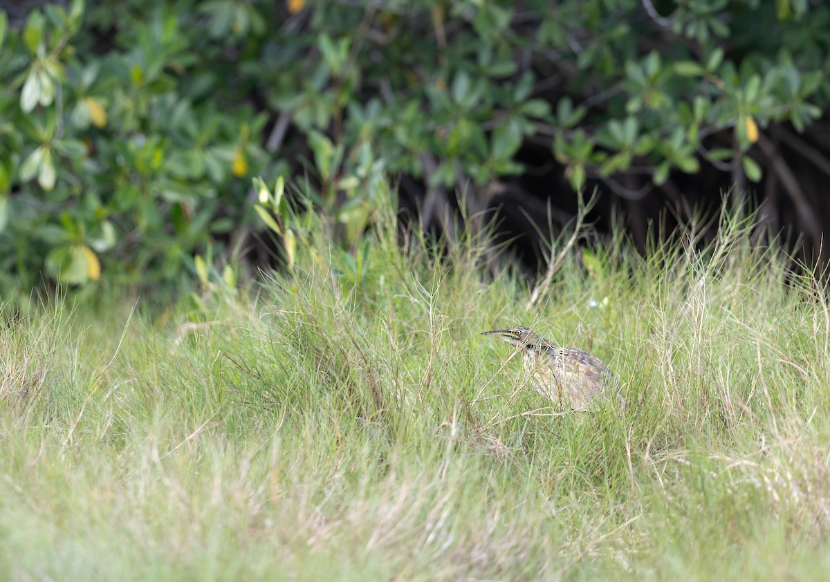 Schwarzbart-Rohrdommel - ML647442376