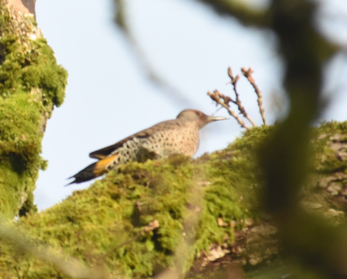 Northern Flicker (Yellow-shafted x Red-shafted) - ML647442378