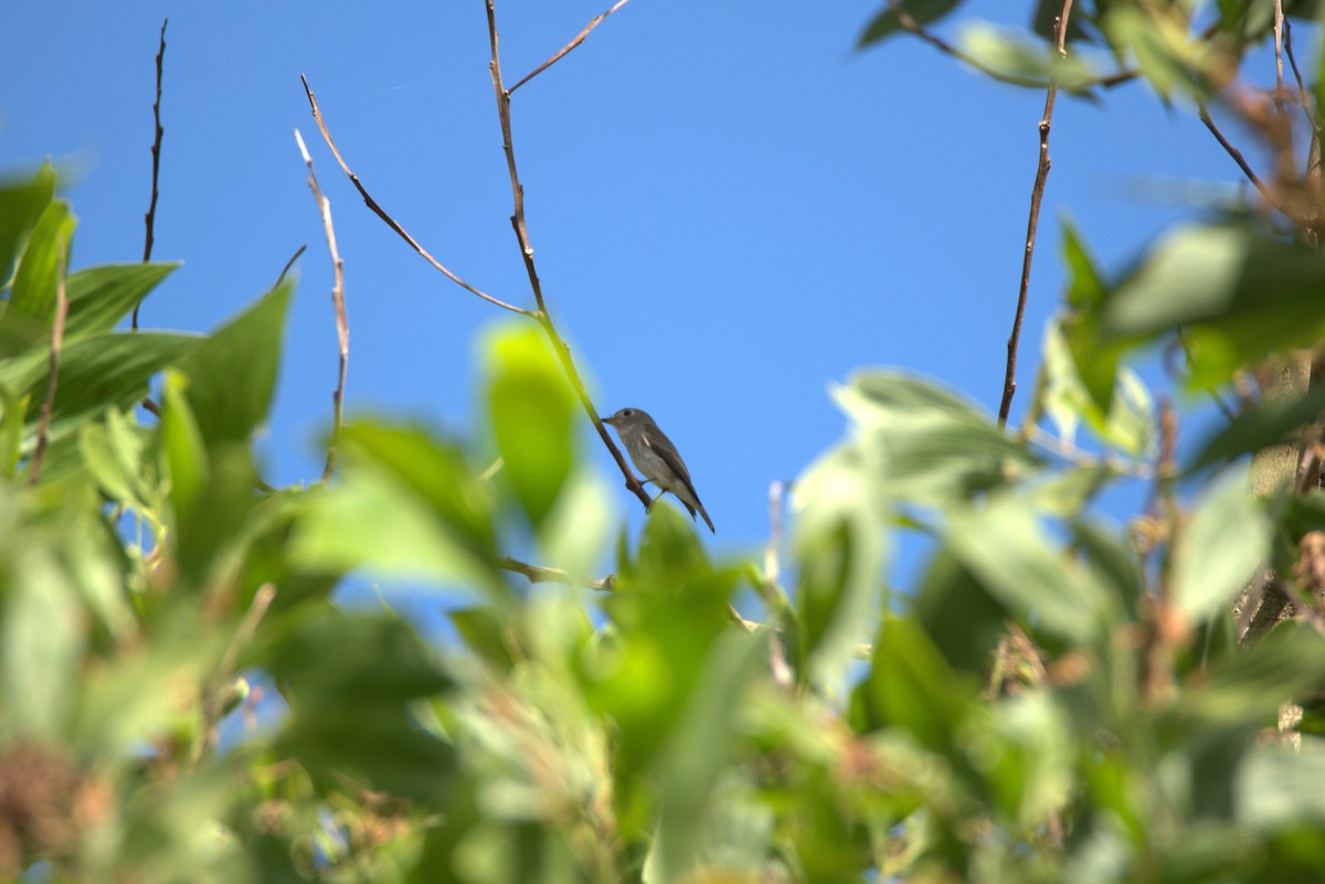 Дагуурын намнаахай - ML647442387