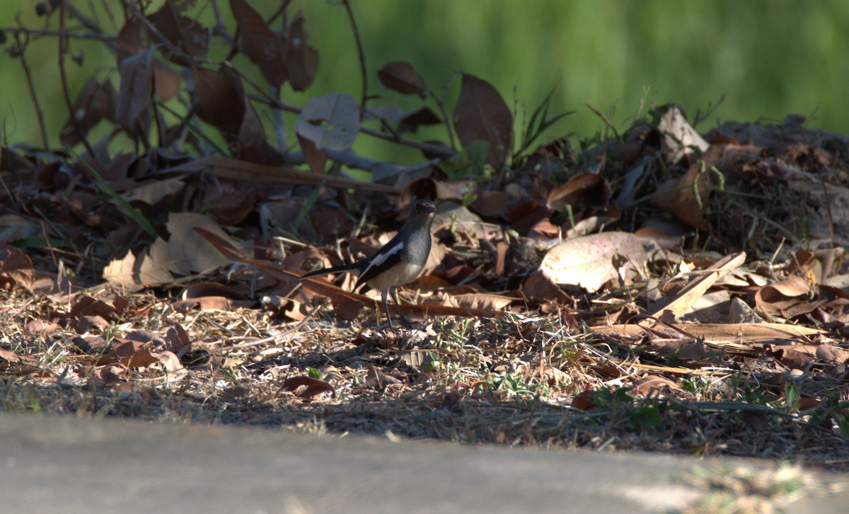 Oriental Magpie-Robin - ML647442391