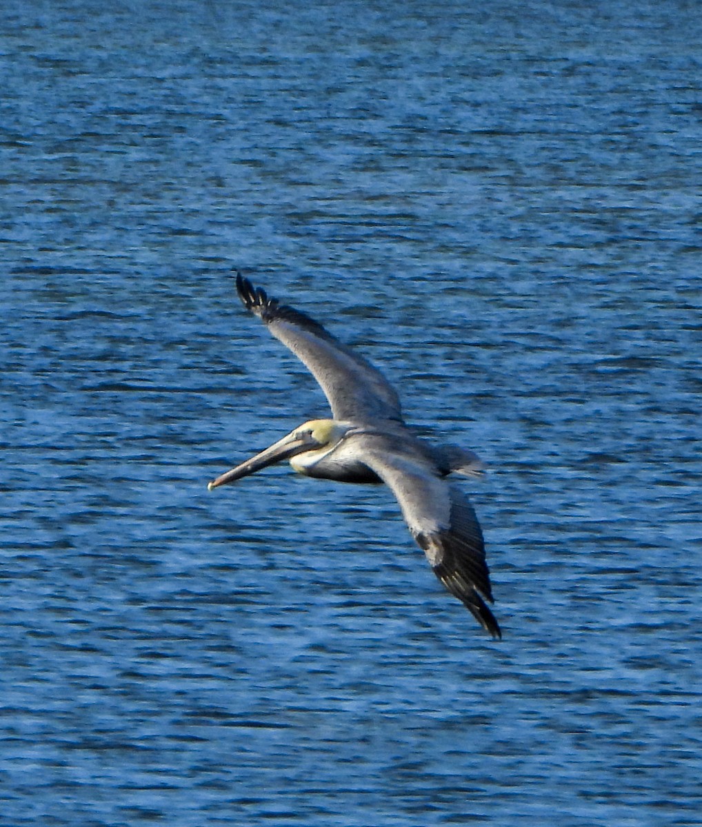 Brown Pelican - ML647442393