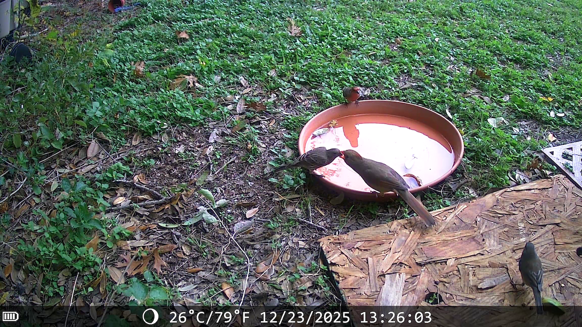 rødkardinal - ML647442404