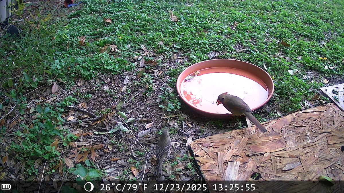 rødkardinal - ML647442410