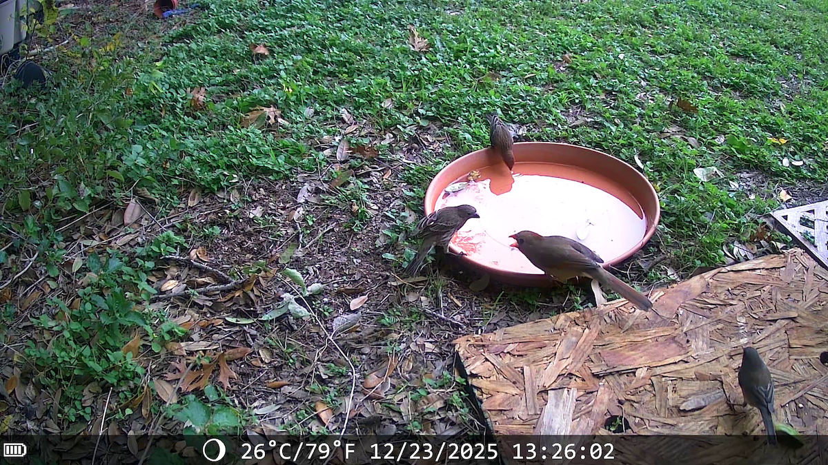 rødkardinal - ML647442411