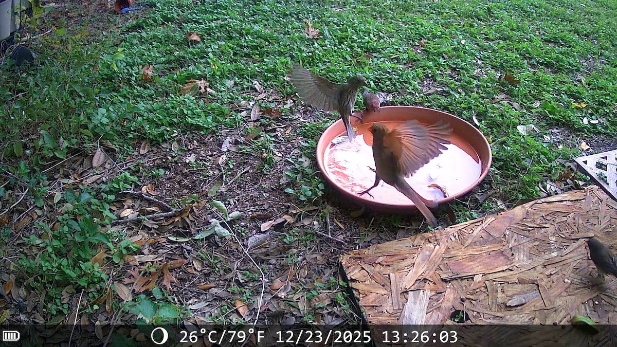 rødkardinal - ML647442414