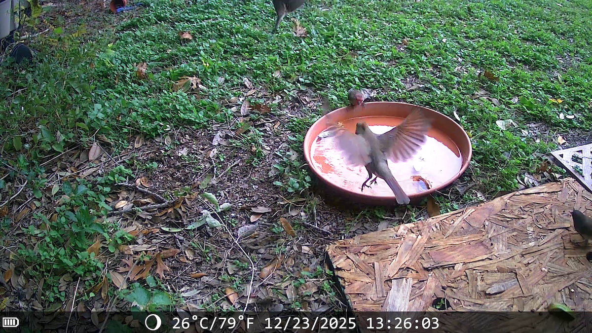 rødkardinal - ML647442417