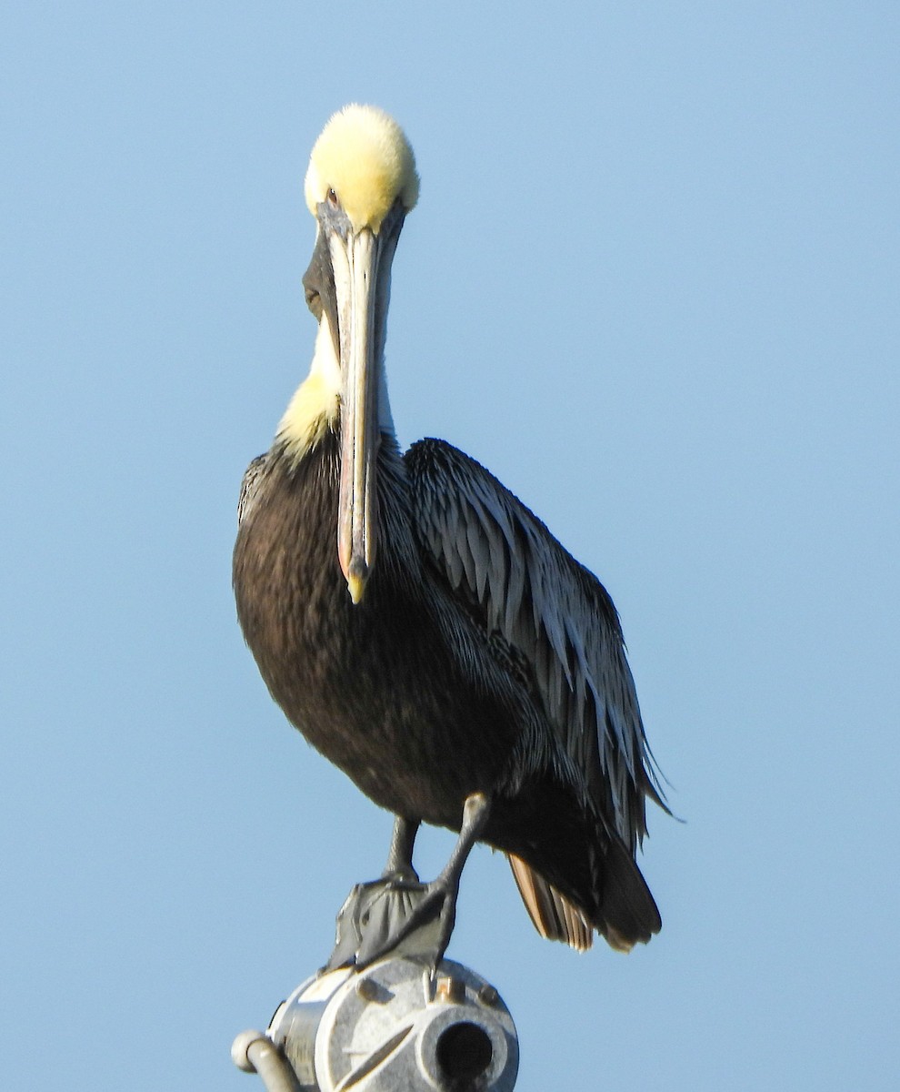 Brown Pelican - ML647442419