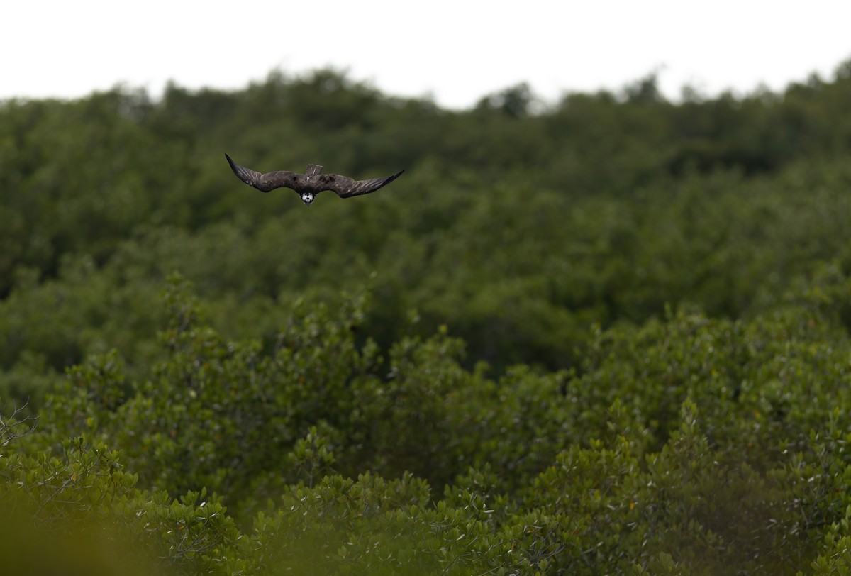 Fischadler - ML647442424