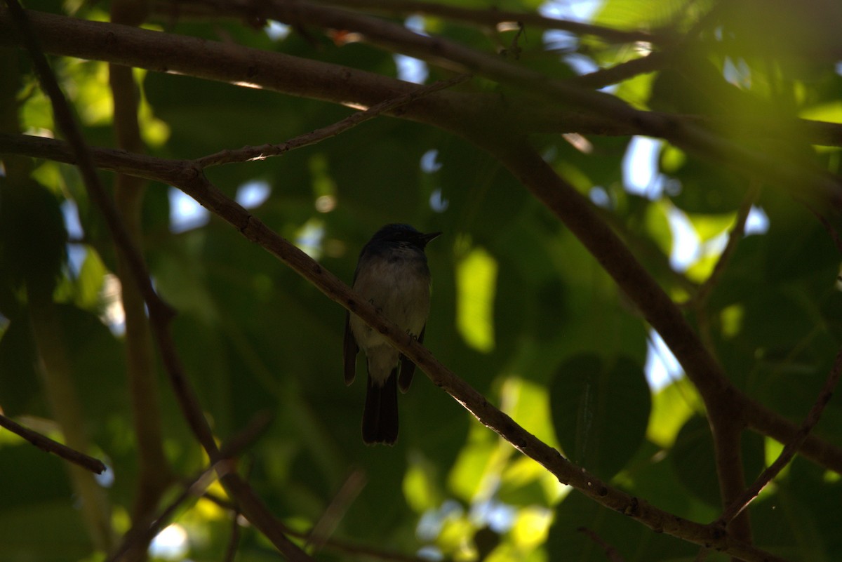 Hainan Blue Flycatcher - ML647442426