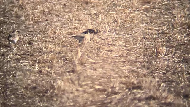 Thick-billed Longspur - ML647442431