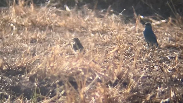 Thick-billed Longspur - ML647442432