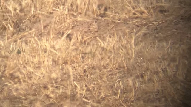 Thick-billed Longspur - ML647442433