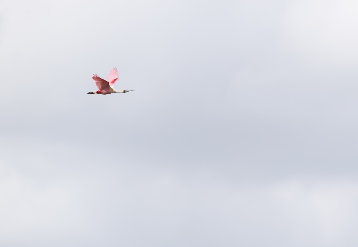 Rosalöffler - ML647442440