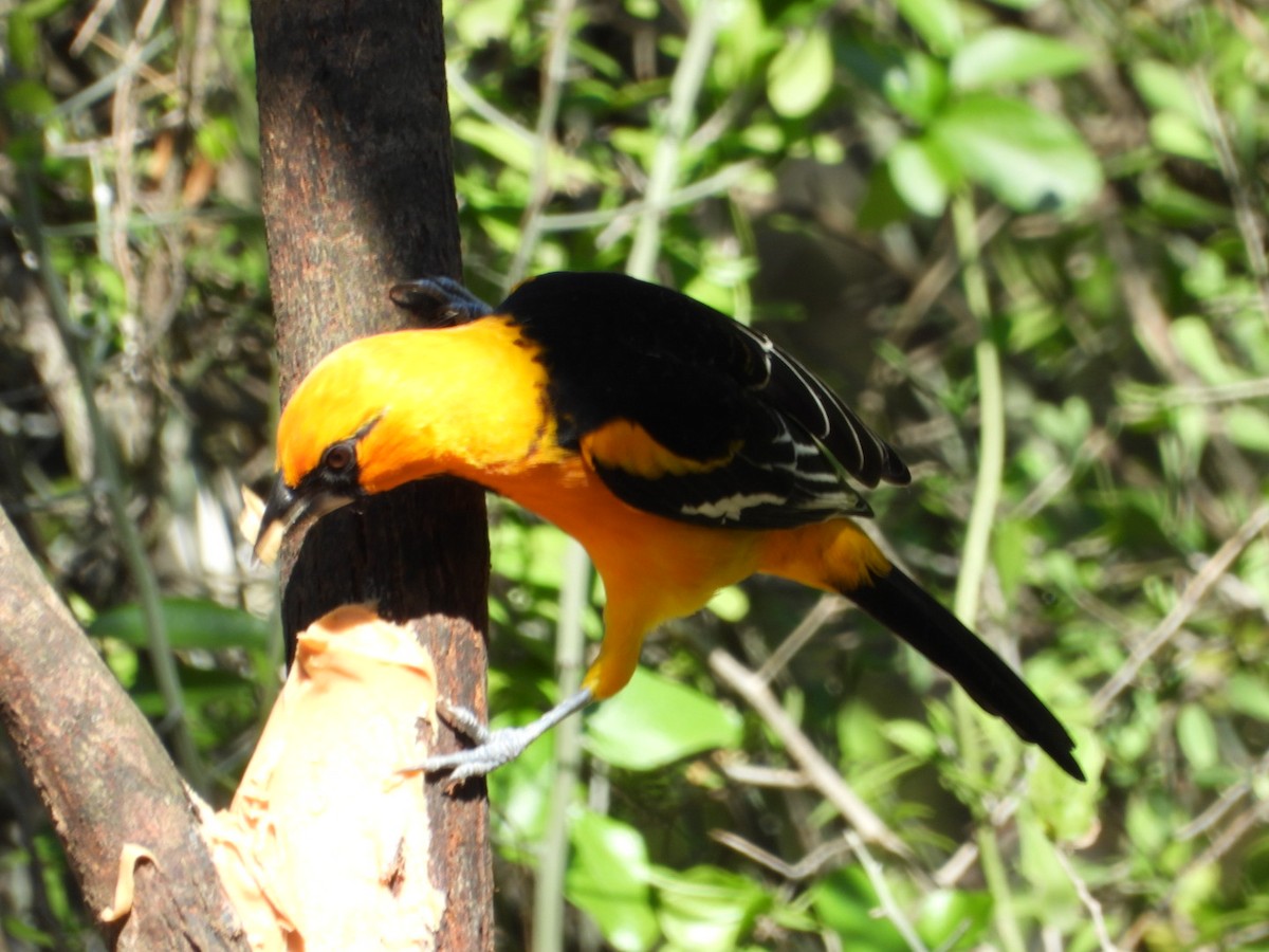 Altamira Oriole - ML647442443