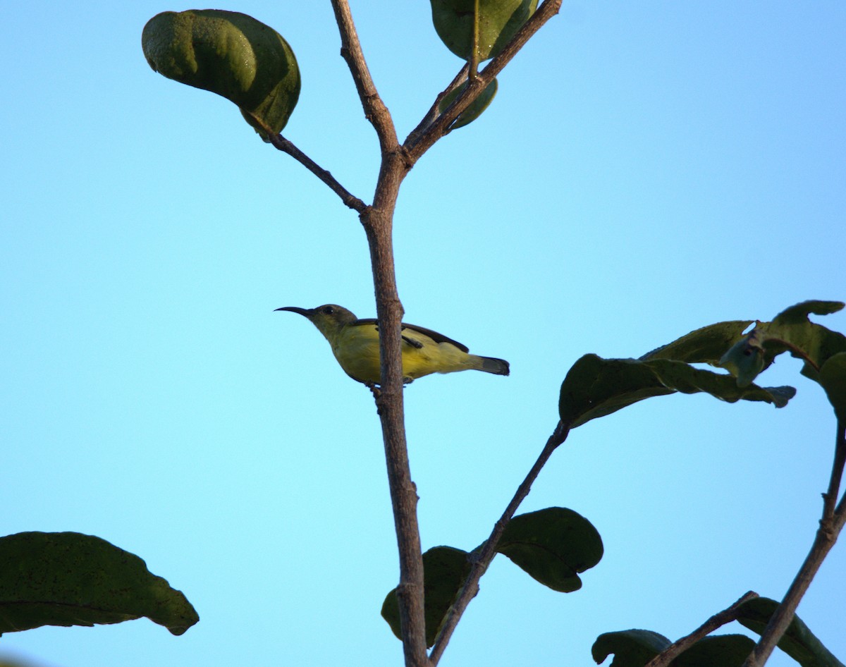 Ornate Sunbird - ML647442450