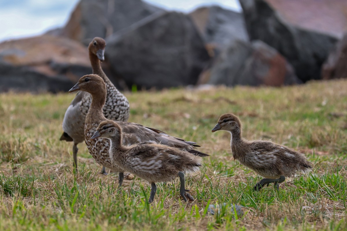 Maned Duck - ML647442462