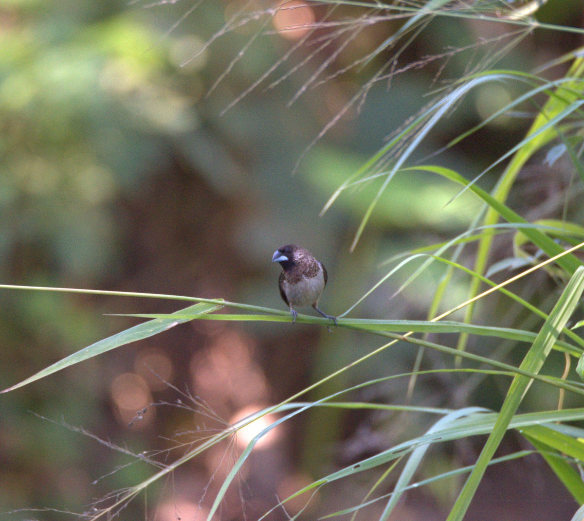 White-rumped Munia - ML647442464