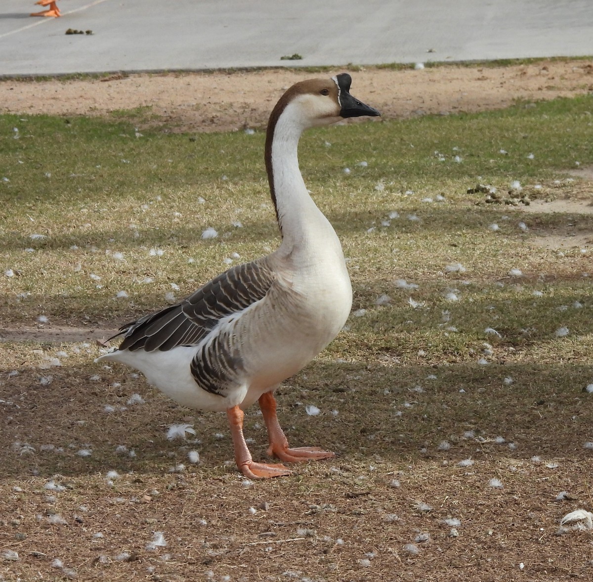 Гуска китайська (свійська) - ML647442468