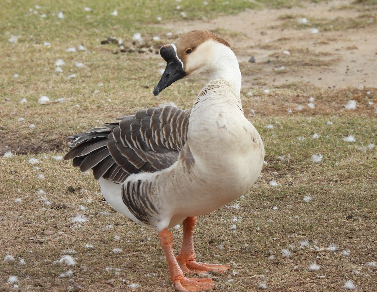 Гуска китайська (свійська) - ML647442469